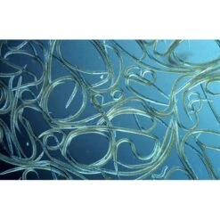 Aquanemix 1.25 V - Doseersproeier Voor Aaltjes 5 Aquanemix 1.25 V - Doseersproeier Voor Aaltjes -Zaden Tuin Verkoop auquanemix 125 v doseersproeier 1497858309 1 600