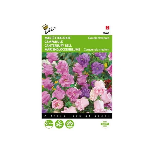 Campanula Medium (dubbelbloemig Marietteklokje) 1 Campanula Medium (dubbelbloemig Marietteklokje)