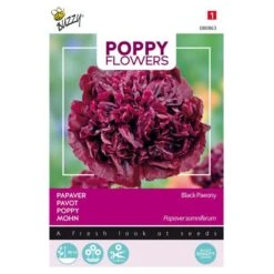 Papaver Black Paeony