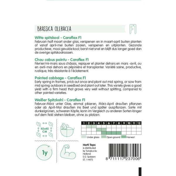 Witte Spitskool Capricorn F1 - Brassica Oleracea - Afbeelding 2